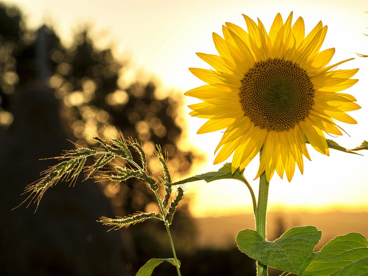 Happy midsommar!